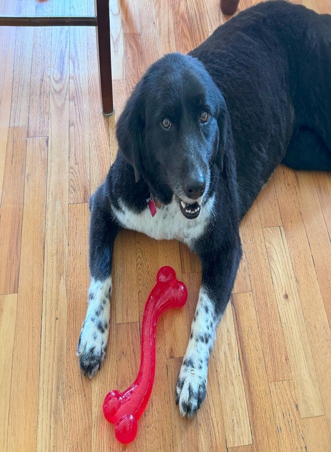 سبوت عظمة SPOT Play Strong S - مصنوعة من مادة TPR المتينة، تدوم طويلاً، مناسبة للكلاب التي تمضغ بقوة، مجوفة من الداخل لإخفاء المكافآت، لعبة شبه غير قابلة للتلف للكلاب الكبيرة والجراء حتى وزن 90 رطلاً - 12 بوصة - Image 5